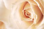 Hochzeit contentPictures/file_Lars_(1)_30-01-12_14-49-19_rose_thu.jpg